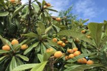 びわの木を切る方法｜管理が難しいときには剪定か伐採で対処しよう