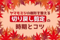 ヤマモミジの剪定時期は冬が基本！形を整える剪定方法と育て方を解説