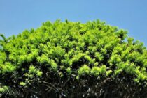 日本のコニファー・キャラボクの剪定はどうやって？方法を詳しく