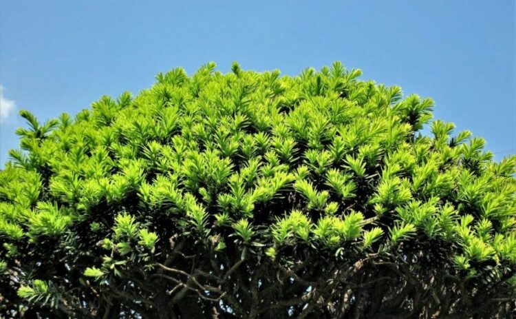 日本のコニファー・キャラボクの剪定はどうやって？方法を詳しく