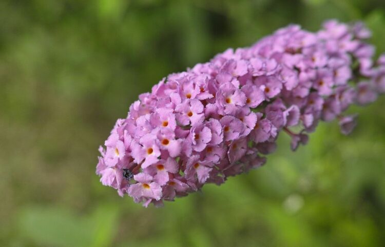 ブットレアの剪定時期や方法などのお手入れをご紹介！植え方のコツも