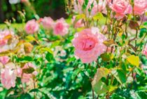 四季咲きバラの剪定【いつどうする】お手入れ・要注意な病害虫も解説