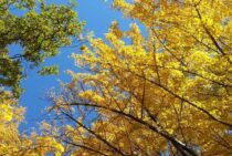 銀杏の木は伐採でトラブルに終止符！イチョウの迷信、疑問もバッサリ