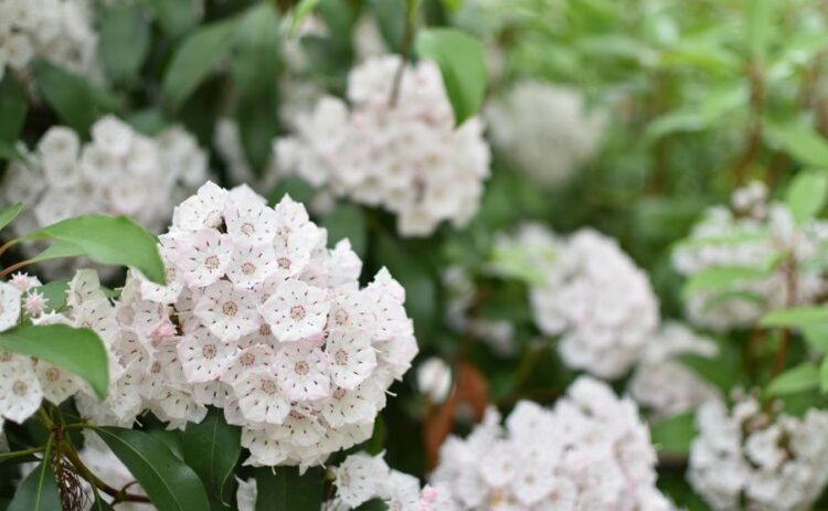 カルミアの剪定時期と方法！美しい花を咲かせるお手入れ方法について