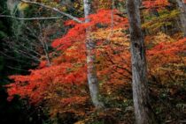 もみじの伐採は業者に任せよう！手入れが簡単な庭木の選び方も紹介！