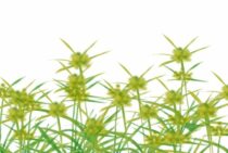 芝生や畑の雑草・ヒメクグを除草剤で除去！効果的な使いかたとは