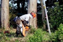 伐採の種類は目的によって様々！伐採状況に適した方法を見つけよう