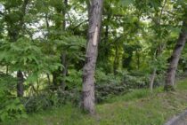 漆の木の伐採でかぶれにくいのは冬！かぶれずに切り抜ける手段とは？