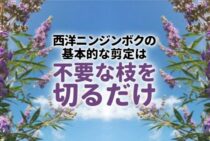 西洋ニンジンボクを剪定でお手入れ！その特徴や育て方についても