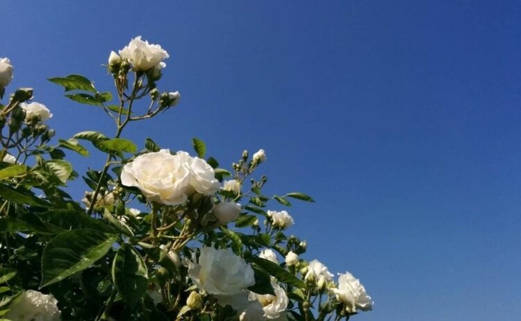 「バラのシュートやピンチってなに？ゴールもあるの？」解説します！