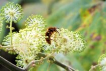 アカバチは毒をもつ危険なハチ！予防対策・駆除方法を徹底解説します