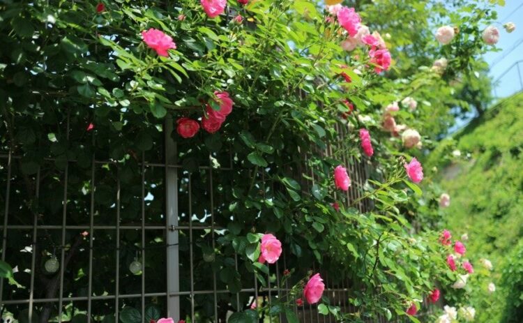 アンジェラをバラの花園のメインゲートに！苗の育て方～剪定レッスン
