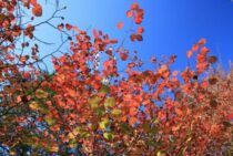 マルバノキは剪定しすぎに注意！剪定時期・切り落とす枝・育てかた