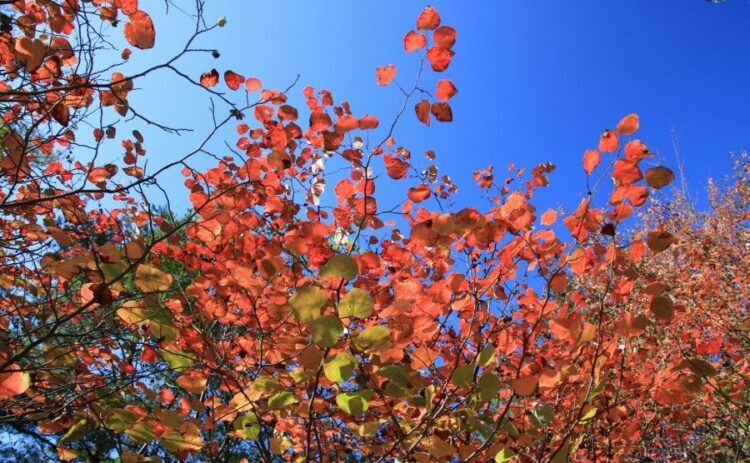 マルバノキは剪定しすぎに注意！剪定時期・切り落とす枝・育てかた