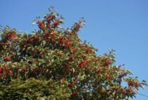 南天の木を自力で伐採できる条件・基本手順！業者依頼の費用も解説！