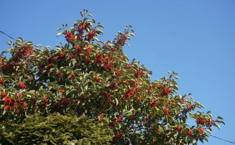 南天の木を自力で伐採できる条件・基本手順！業者依頼の費用も解説！