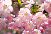 カイドウの剪定時期・方法を解説！育てかた・病害虫対策についても