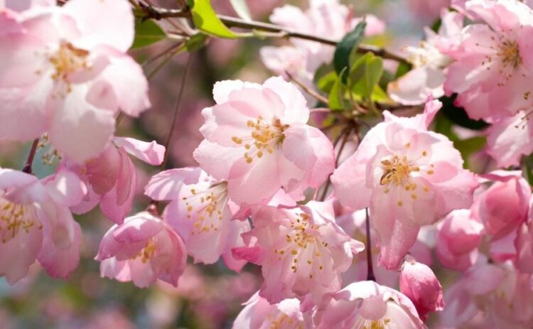 カイドウの剪定時期・方法を解説！育てかた・病害虫対策についても