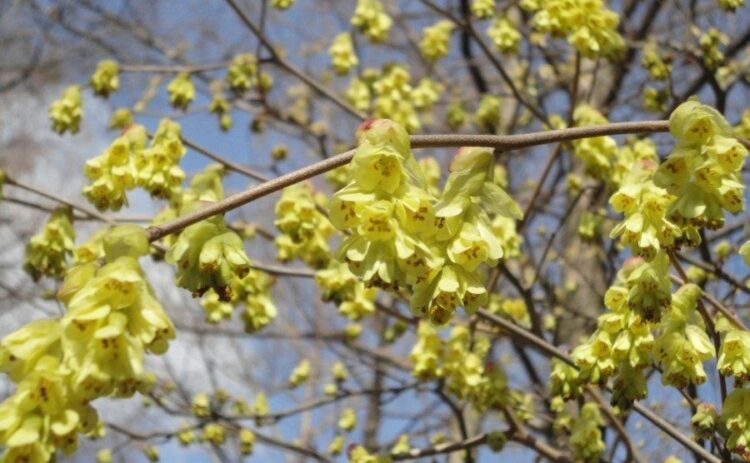 トサミズキの剪定時期・方法を解説！きれいな庭木・盆栽に育てるには