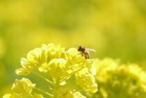益虫・ミツバチ駆除で悩んだら養蜂所へ！蜂の巣がある場合の安全策も