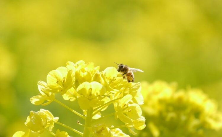 益虫・ミツバチ駆除で悩んだら養蜂所へ！蜂の巣がある場合の安全策も