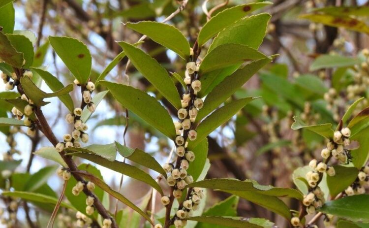 ヒサカキの剪定方法｜春と秋がおすすめ！特徴や育て方も紹介します