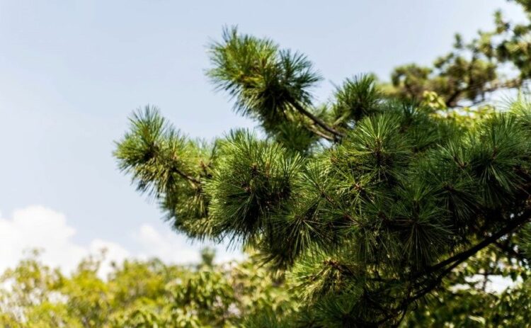 松の透かし剪定【時期・ポイント】まとめ！年間のお手入れも解説