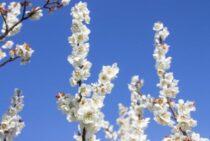 南高梅の剪定時期と方法【夏・冬】徒長枝の見分け方から収穫法まで！