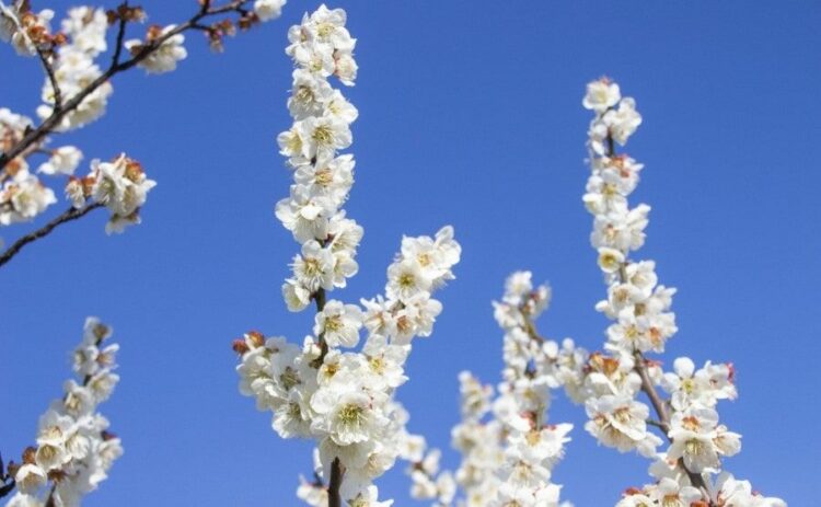 南高梅の剪定時期と方法【夏・冬】徒長枝の見分け方から収穫法まで！