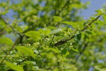 庭木のニシキギの剪定時期と方法！それ以外のお手入れについても