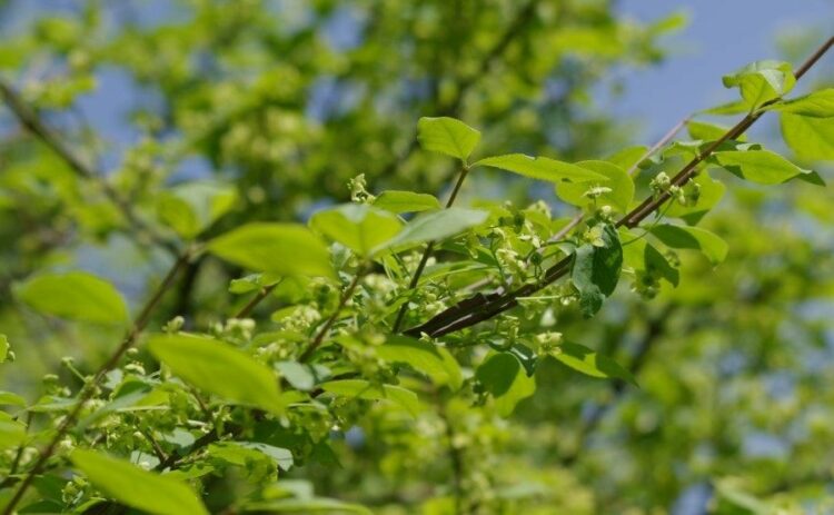 庭木のニシキギの剪定時期と方法！それ以外のお手入れについても