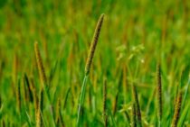 スズメノテッポウは除草剤で防除！水田・畑地を雑草から守る方法