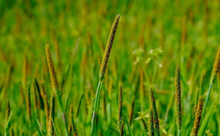 スズメノテッポウは除草剤で防除！水田・畑地を雑草から守る方法