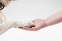 大型犬の火葬方法費用まとめ！葬儀後はペット霊園に納骨？手元供養？