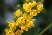 ヒイラギナンテンの剪定時期・方法まとめ！玄関に植えて鬼門除けに！