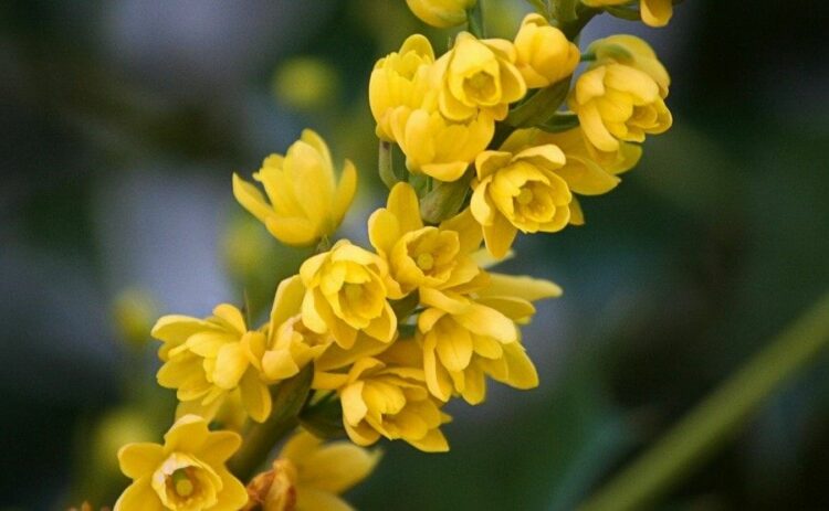 ヒイラギナンテンの剪定時期・方法まとめ！玄関に植えて鬼門除けに！