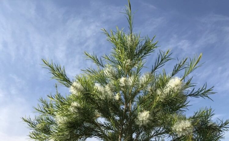 メラレウカの剪定時期は初夏がおすすめ！コツや注意点を詳しく解説！