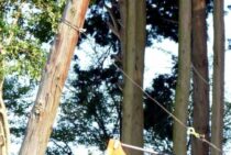 伐倒ってどういう作業？見かけよりも高度な技術の本質をわかりやすく