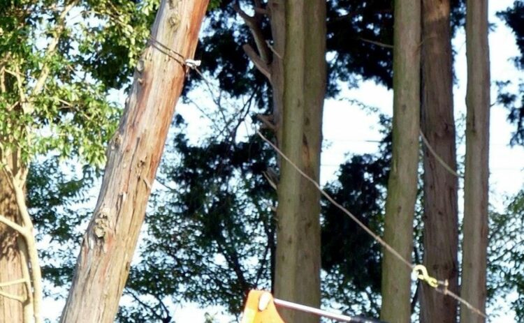 伐倒ってどういう作業？見かけよりも高度な技術の本質をわかりやすく