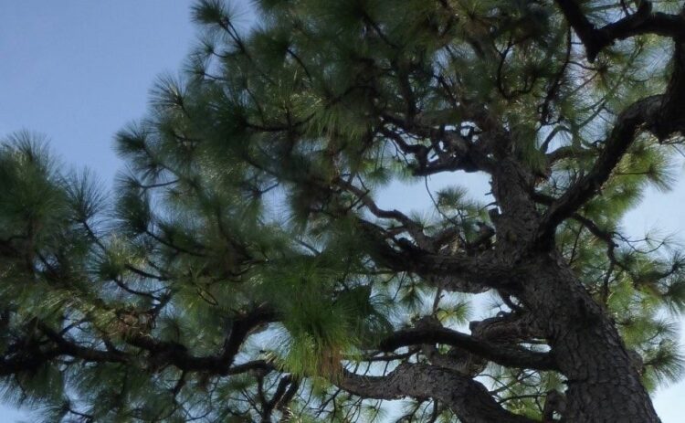 大王松の剪定の注意点とその方法とは！自分できるか見極めよう