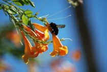 タイワンタケクマバチの被害にあわないために！特徴や危険性について