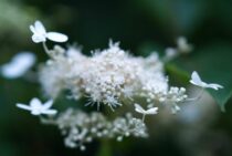 ノリウツギの剪定は秋に！人気種ライムライト・挿し木の方法も紹介！