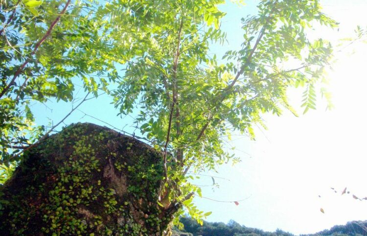 切り戻し剪定とは？基礎知識を身につけよう！摘心との違いも解説