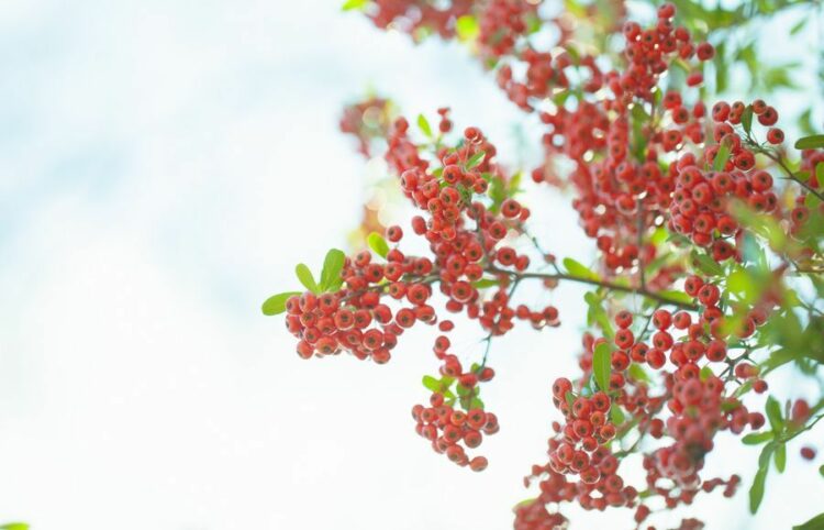 ピラカンサの剪定時期と方法を解説！きれいな庭木に育てるお手入れも