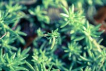 ローズマリー剪定は時期が重要！【方法とコツ】を知って失敗知らず！