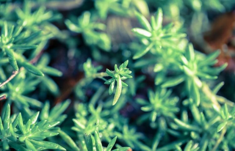 ローズマリー剪定は時期が重要！【方法とコツ】を知って失敗知らず！