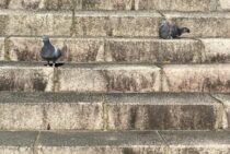 鳩に餌をあげてもいいの？餌やりで広がる被害とベランダの鳩対策