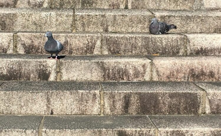 鳩に餌をあげてもいいの？餌やりで広がる被害とベランダの鳩対策