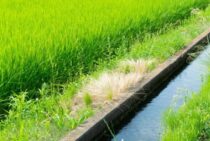 水田用の除草剤まとめ|クログワイなどの難防除雑草についても解説