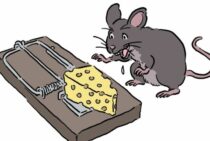 ねずみ駆除に使う毒餌にはどんな効果があるの？